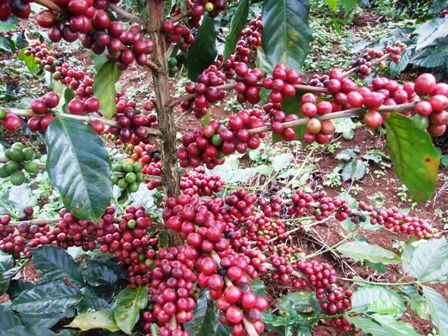 Cây cà phê Arabica